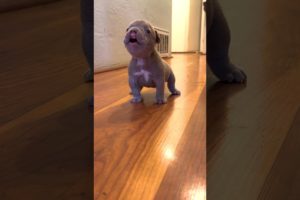 Tiny Frenchie Terrorizes His Lazy Brother l The Dodo #thedodo #animals #dogs