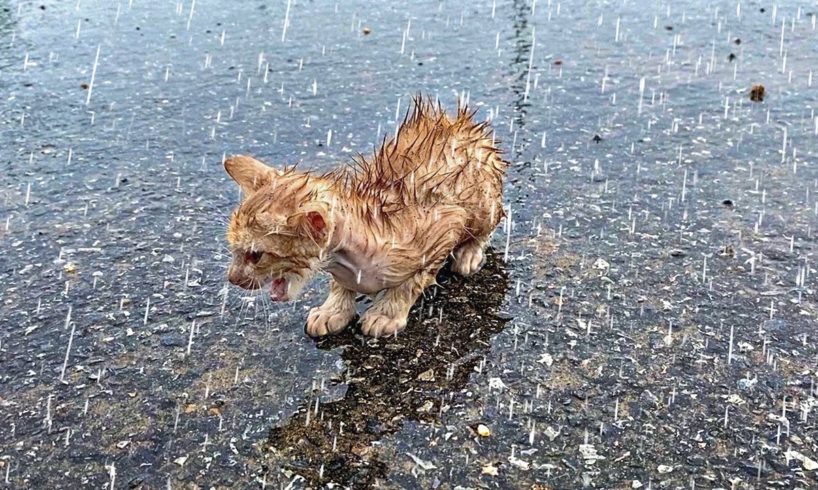 Tiny Kitten Cried Bitterly in The Rain, Cold, Shrinking for Protect Herself, No one Helps Him