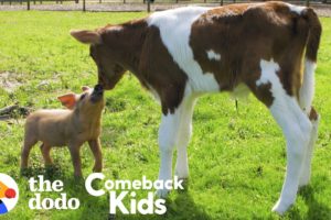 Tiny Piglet's Whole World Changes When She Meets This Baby Cow | The Dodo Comeback Kids