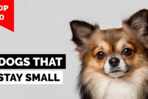 Top 10 Dog Breeds That Stay Small
