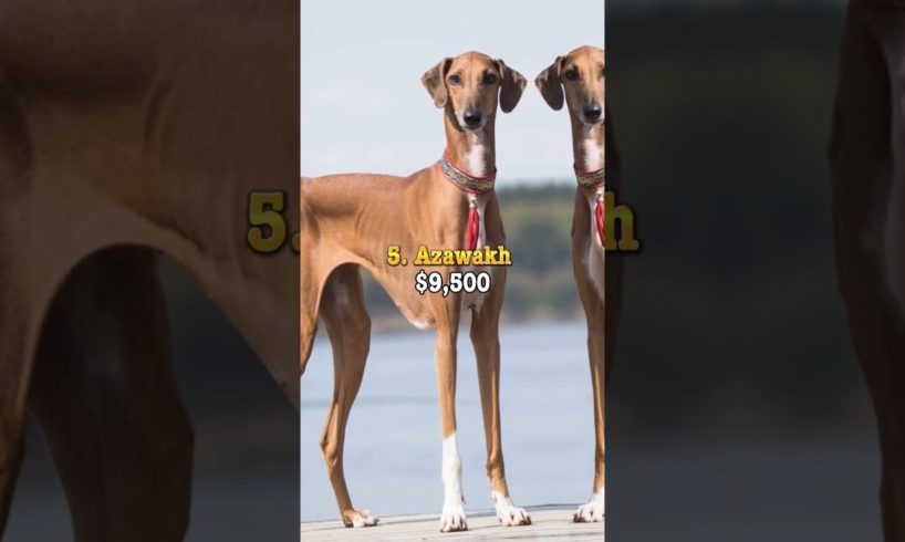 Top 10 Most Expensive Dogs In The World #top10 #shorts #viral #dog