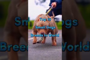 Top 10 Small Dogs Breed In The World #shorts #dog #dogbreeds