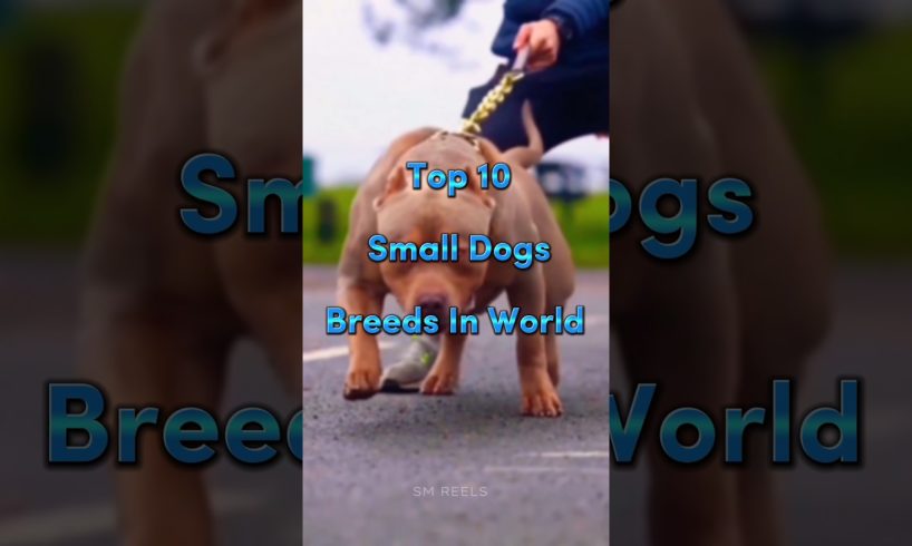 Top 10 Small Dogs Breed In The World #shorts #dog #dogbreeds