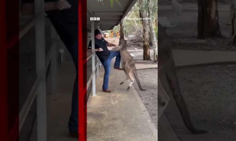 Tourist fights off feisty kangaroo in Australia. #Shorts #Australia #Kangaroo #AnimalPark #BBCNews