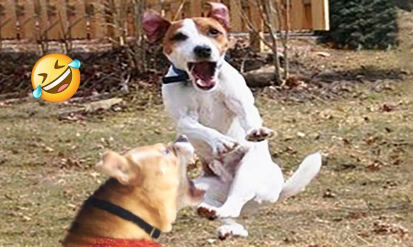 Try Not To Laugh Dogs And Cats 😁 - Best Funniest Animals Video 2023