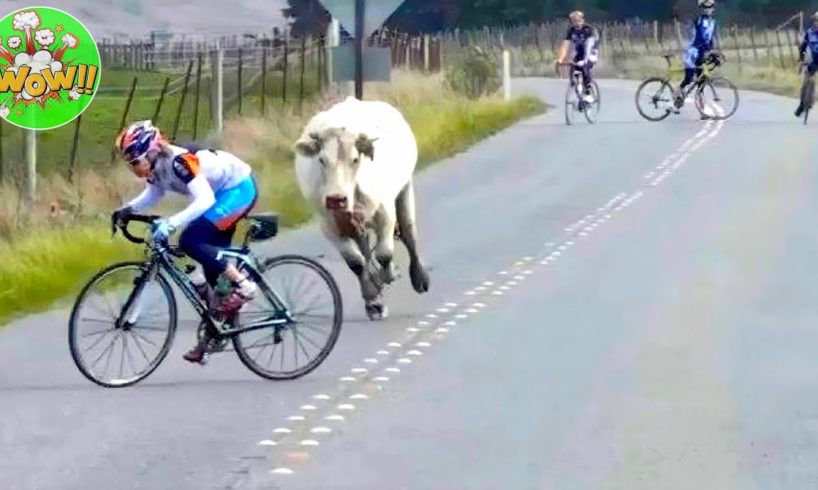 Try Not to Laugh Challenge! Funny Fails | Fails of the Week | WOW Funniest Moments #5