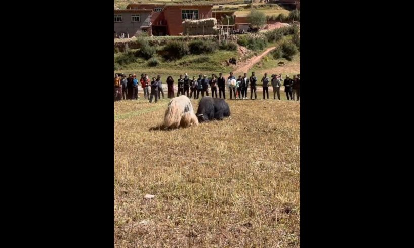 Two Yaks Fight At Crowded People! #yaks #animal #viral
