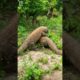 Two komodo playing together #shorts #animals #viral