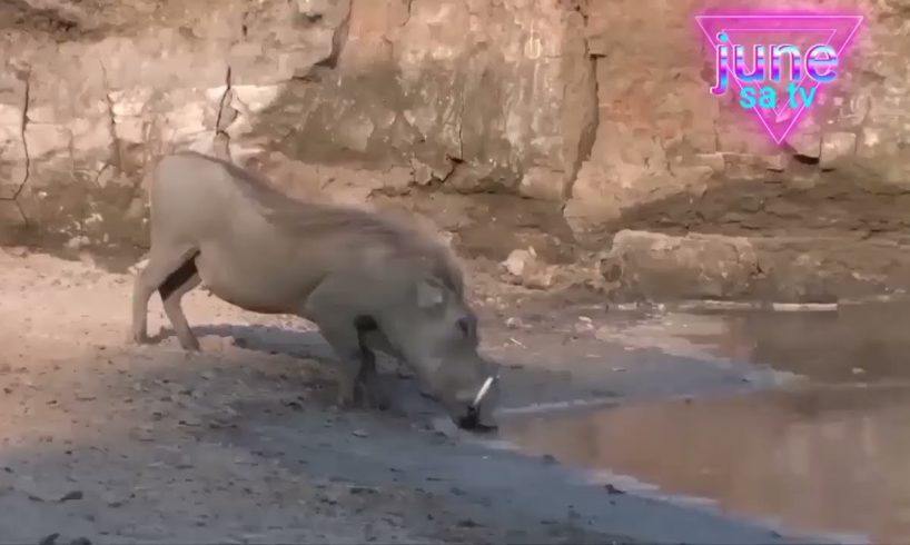Various and very dangerous animal fights