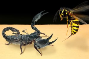 WHAT IF SCORPIO SEES A HORNET - HORNET vs SCORPIO