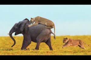 WOW ! Brutal Reaction From Lion To Fight Against the Elephant - Animal Fights