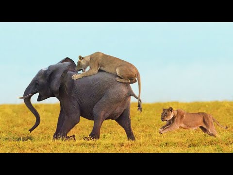 WOW ! Brutal Reaction From Lion To Fight Against the Elephant - Animal Fights