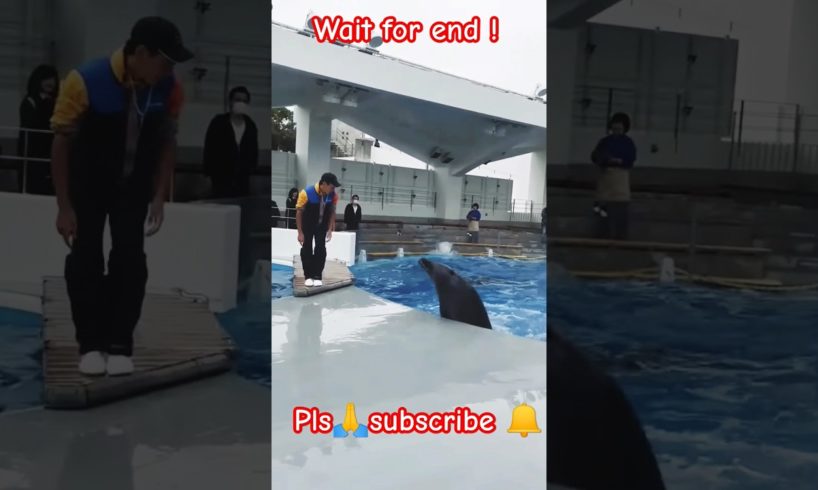 WOW 😳 Dolphin  playing with man#viral #animals #youtube #youtubeshorts#dolphin