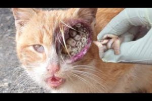 WTF SHTT! GIANT MAGGOTS Poor STRAY CATS Cleaned & Removed! Rescued At The Last Moment! #animalrescue