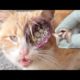 WTF SHTT! GIANT MAGGOTS Poor STRAY CATS Cleaned & Removed! Rescued At The Last Moment! #animalrescue