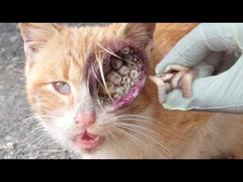 WTF SHTT! GIANT MAGGOTS Poor STRAY CATS Cleaned & Removed! Rescued At The Last Moment! #animalrescue