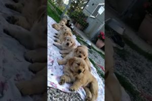 Waking the Puppies Up!