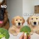 Watch These Cute Puppies Review Food with a German Shepherd