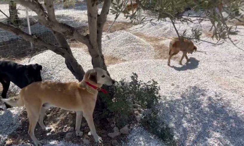 Welcome to my home 🏡 Taliban and Julia are exploring the shelter ! ❤️- Takis Shelter