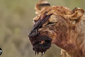 What Happened Next When Big Cats Fight To The Death ? | Animal Fight