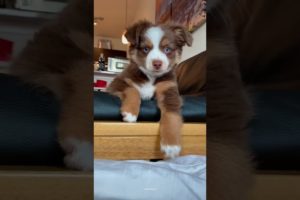 What having a puppy is like