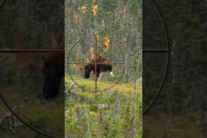 Where to Shoot a Moose with a Gun | Hunting Tips #animals #moose #hunting #howto