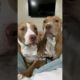 Which is your favorite? 🥰 #pitties #doglover #shortvideo #funny #cute #puppylove #puppies