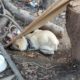 Whole life was chained and mistreated in starved, cold, terrified dog eat waste foods for survived
