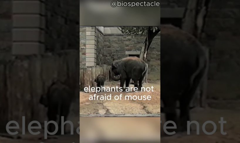 Why Elephants Scared of Mouses 🐘🐭#animals #shorts
