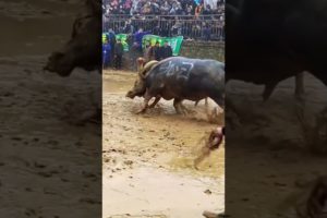 Wild Animal Fights ! Professional bull riders #short