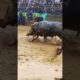 Wild Animal Fights ! Professional bull riders #short