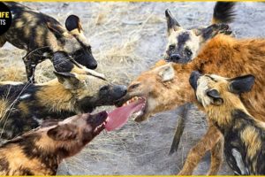Wild Dogs Fight To Revenge For Puppies, What Happens Next? | Animal World