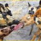 Wild Dogs Fight To Revenge For Puppies, What Happens Next? | Animal World