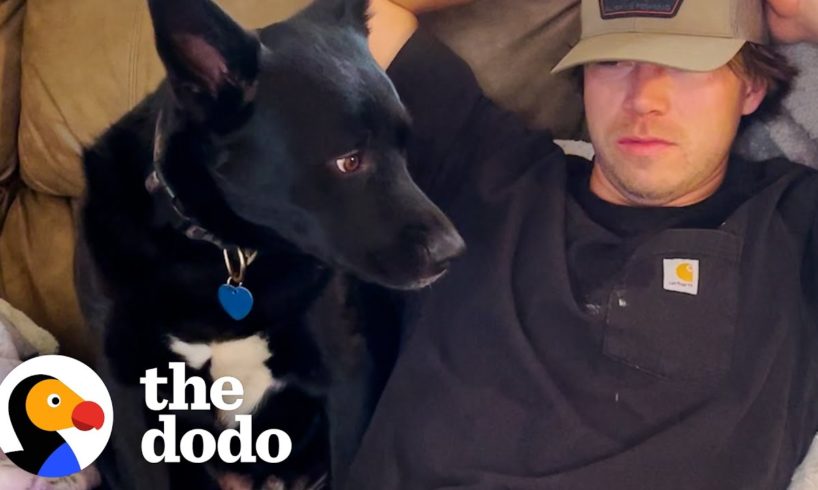 Woman Brings Home A Dog Hoping Her Family Gets Along With Him | The Dodo