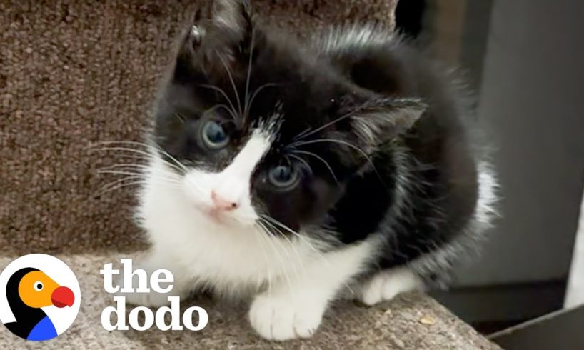 Woman Finds A Tiny Kitten On Her Front Steps | The Dodo