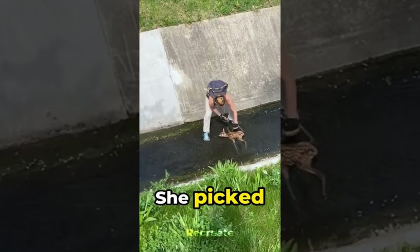 Woman Rescues Baby Fawn from Drain🥹💕