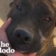Woman Rescues Dog Left Tied Up In 100 Degree Heat | The Dodo