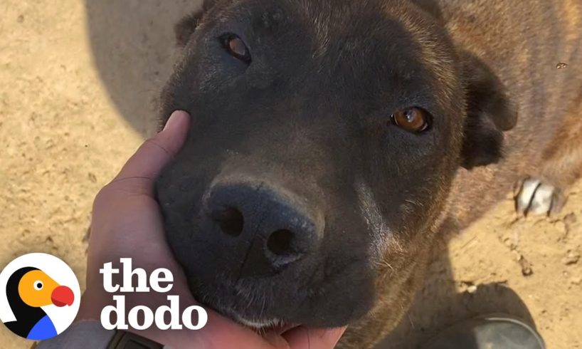 Woman Rescues Dog Left Tied Up In 100 Degree Heat | The Dodo