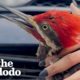 Woman Rescues Woodpecker Trapped In A Car's Bumper | The Dodo