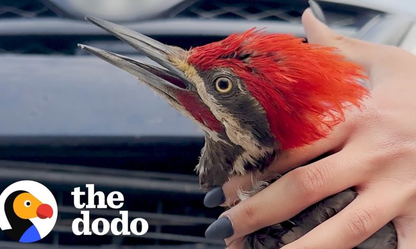 Woman Rescues Woodpecker Trapped In A Car's Bumper | The Dodo