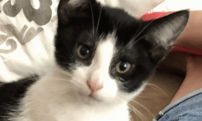 Woman adopts dumped kitten, then he started having weird cough