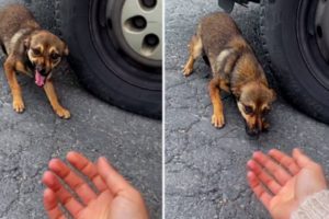 You Won't Believe What Happens When This Woman Meets a Weeping Pup