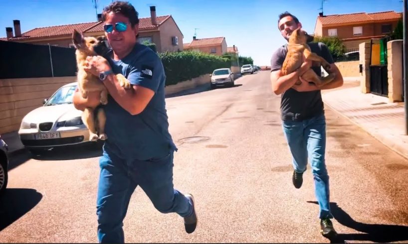 You have never seen anything like this… we rescued the puppies and RAN AWAY!