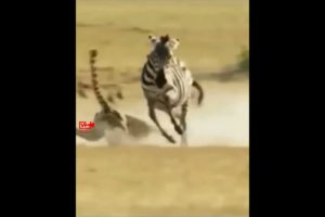 😱🦓ZEBRA👊Knocks Out😇CHEETAH | ZEBRA Kicked CHEETAH | Cheetah hunt Fail #wildlife #cheetah #Zebra