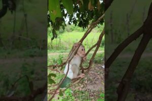 amazing playing #monkey #monkeys #shorts #viral #shortsvideo #youtubeshorts #monkeyvideo #animals