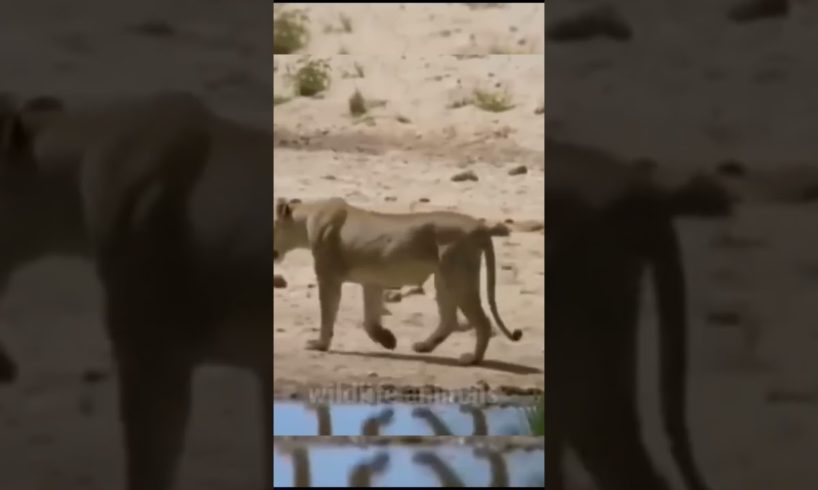 animal fight video30❤️#shorts #short #wildlifeanimal#animal #wildlife #viral #tanding #animals