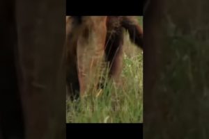 animal fight video31❤️#shorts #short #wildlifeanimal#animal #wildlife #viral #tanding #animals