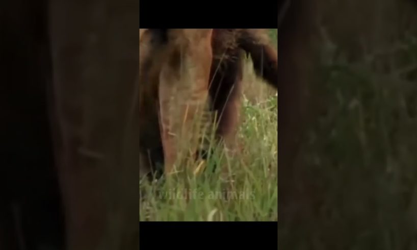 animal fight video31❤️#shorts #short #wildlifeanimal#animal #wildlife #viral #tanding #animals