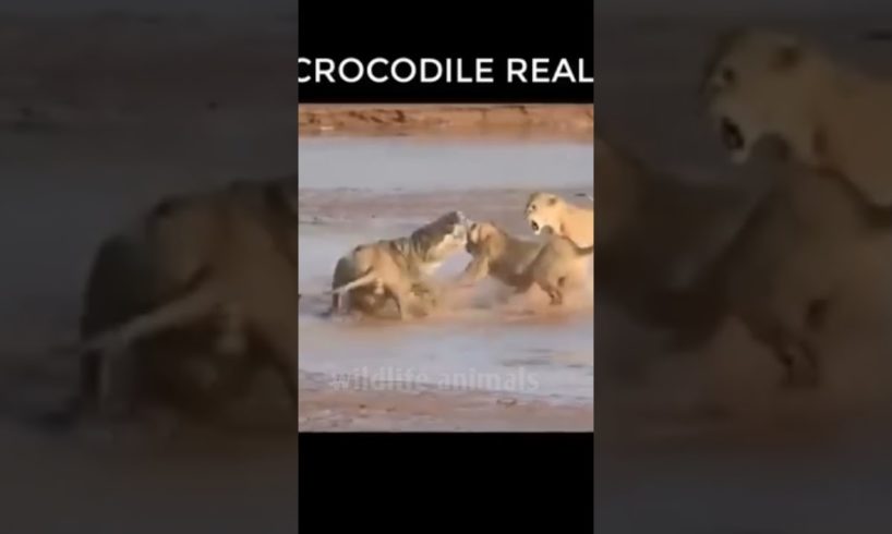 animal fight video34❤️#shorts #short #wildlifeanimal#animal #wildlife #viral #tanding #animals
