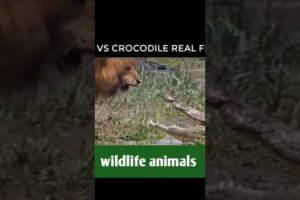 animal fight video36❤️#shorts #short #wildlifeanimal#animal #wildlife #viral #tanding #animals